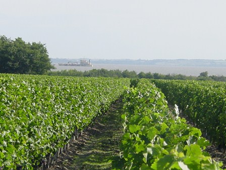 Vignoble avec estuaire.jpg