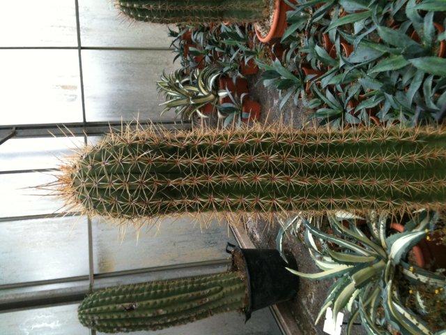 est ce que ce cactus est résistant au froid ? et quel est son nom merci pour vos réponses