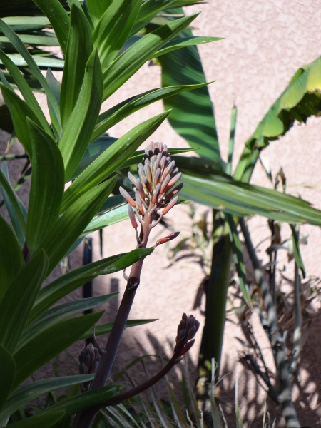 DSC02231 (450x600).jpg
