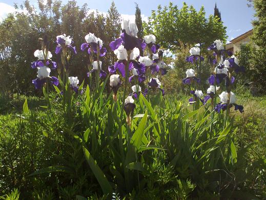 06052012065bis.jpg