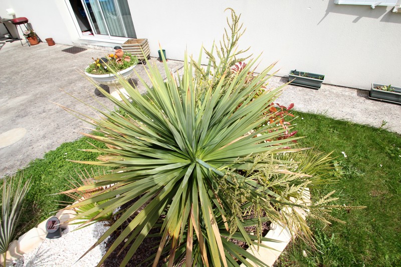 Floraison du dracaena indivisa