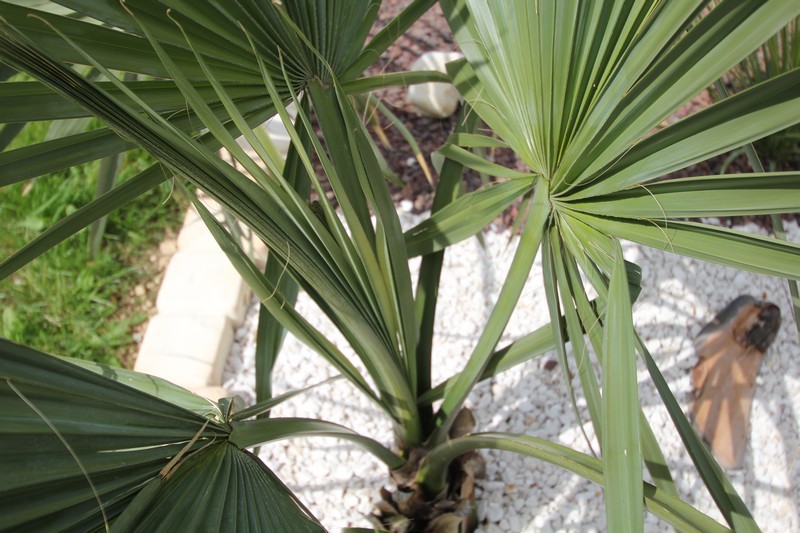 Légère évolution du sabal. La palme au centre comme doucement à ce déployer.