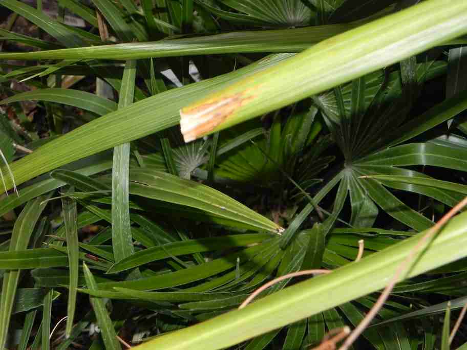 chamarops humilis