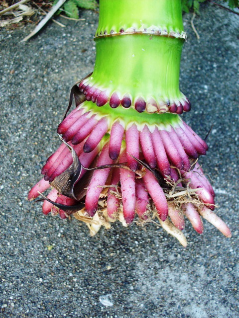HPIM0727.JPG