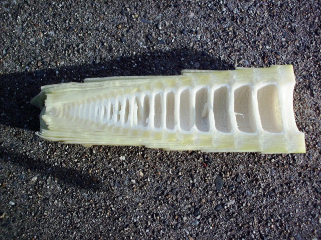 HPIM0728.JPG