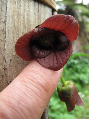 Asimina triloba, fleur.jpg