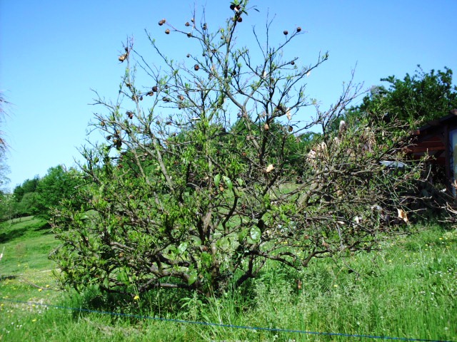 HPIM0729.JPG