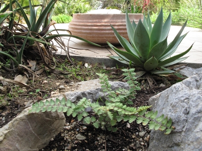Cheilanthes marlothii.jpg