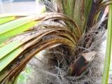 palmier trachycarpus fortunei 001.jpg