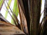 palmier trachycarpus fortunei 002.jpg