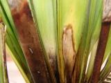 palmier trachycarpus fortunei 005.jpg