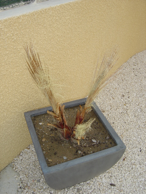 mi-avril 2012 004.jpg