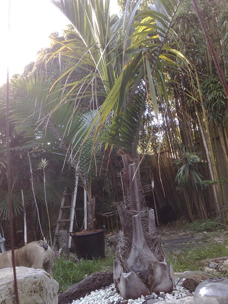 Butiagrus mai 12 A.jpg