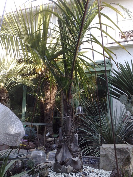 Butiagrus mai 12 B.jpg