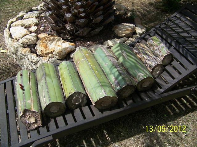 100_0075 [640x480].JPG