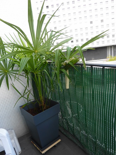 2-PALMIER AU 30.04 .2012.JPG