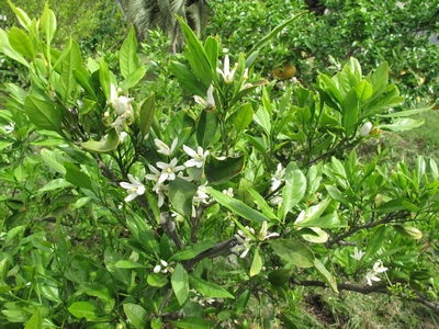 Satsuma en fleur.jpg