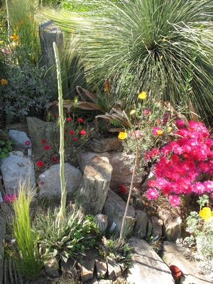 Ag.parviflora et Lampranthus en fleur.jpg