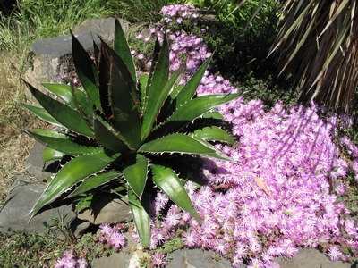 Agave horrida perotensis et Drosanthemum sp..jpg