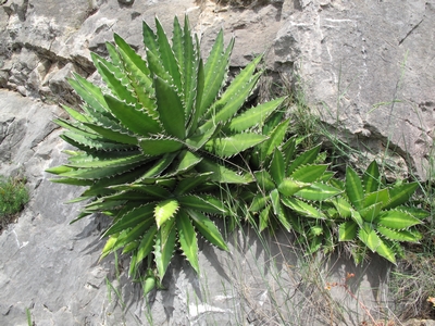 Agave horrida, adaptable et fiable.jpg