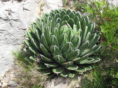 Agave victoriae-reginae,SBFoncaude.jpg