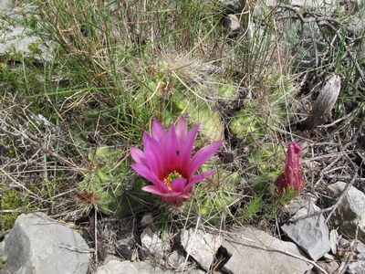 Echinocereus sp,SBfoncaude.jpg