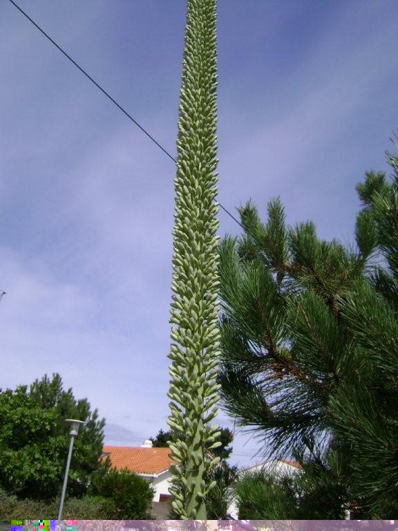 Agave victoria reginae plantée en mars 2009 en pleine terre