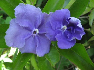 Brunfelsia sp..jpg