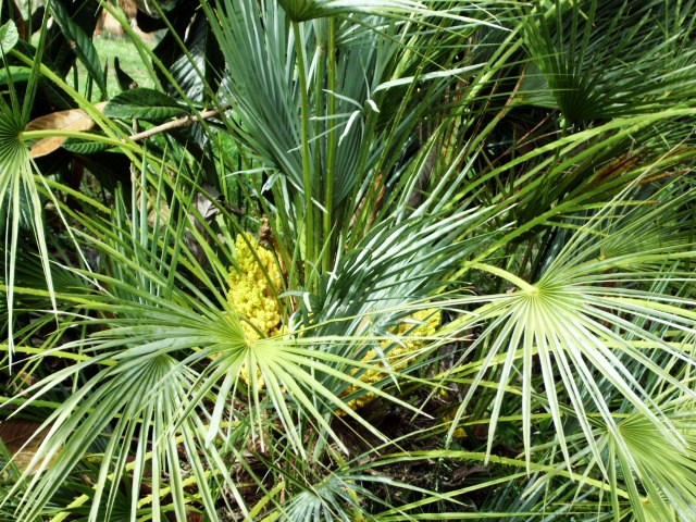 HPIM0756.JPG