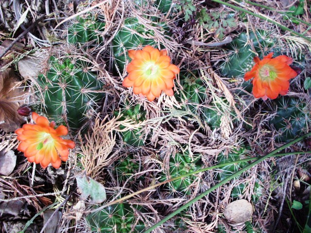HPIM0750.JPG