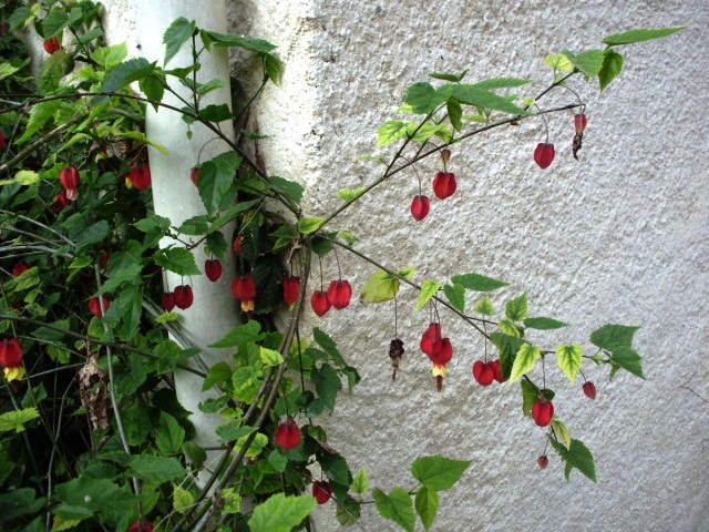HPIM0753.JPG