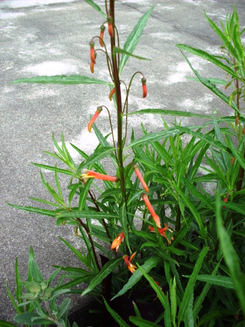 HPIM0761.JPG