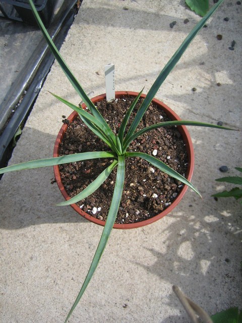 yucca queretaroensis (4) [680x640].JPG