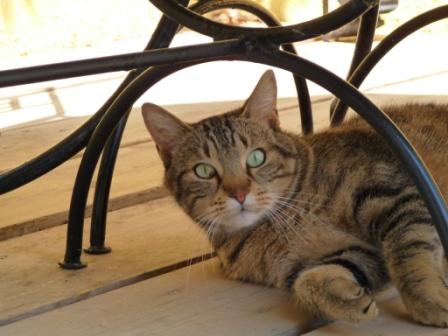 moumou