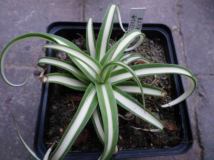 Agave bracteosa mediopicta alba.jpg
