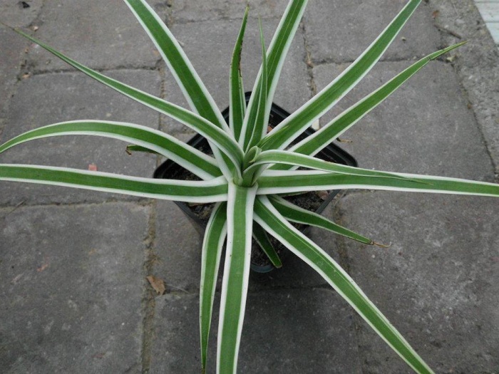 Agave bracteosa marginata alba.jpg