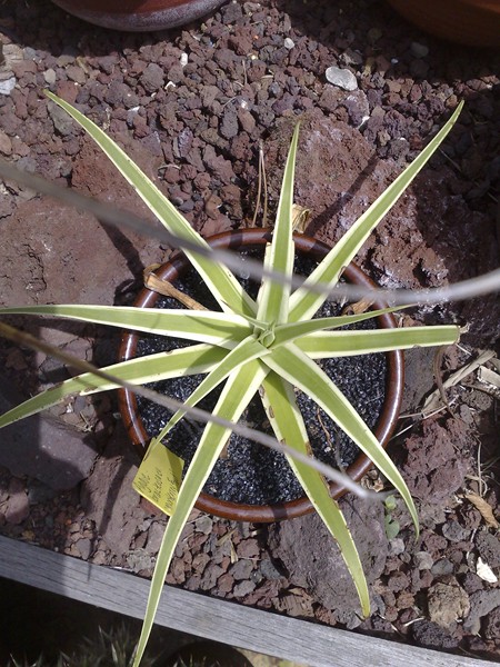 B monterrey frost.jpg