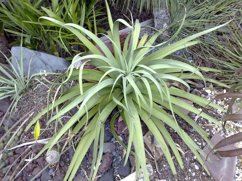 Bracteosa.jpg