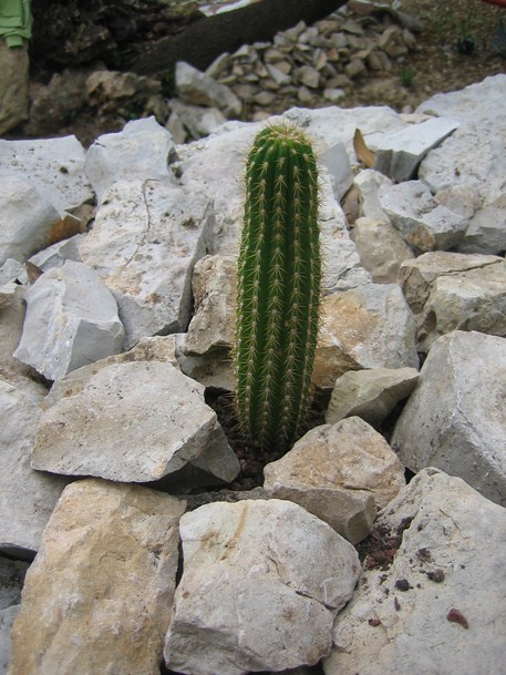 cactus 1 [680x640].JPG