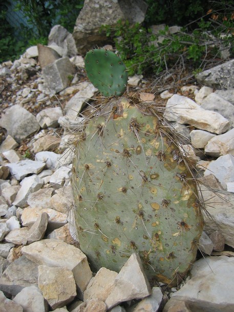 oponce 2 [680x640].JPG