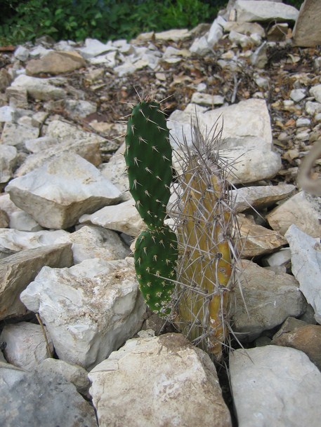 oponce 3 [680x640].JPG