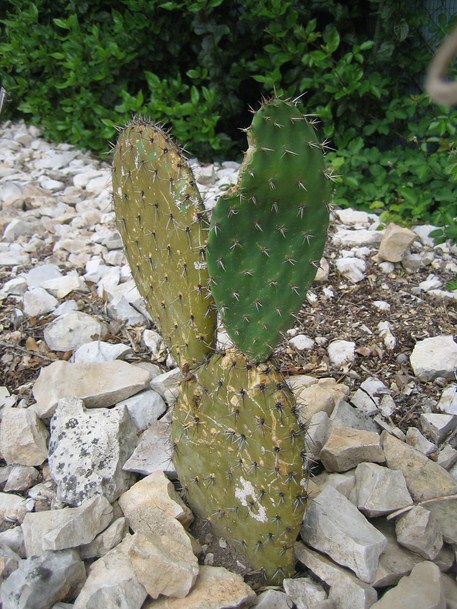 oponce 4 [680x640].JPG