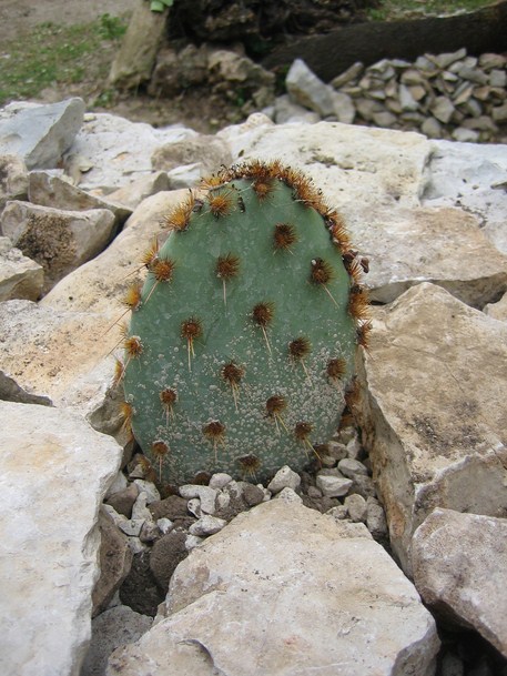 opuntia aciculata (isa) [680x640].JPG