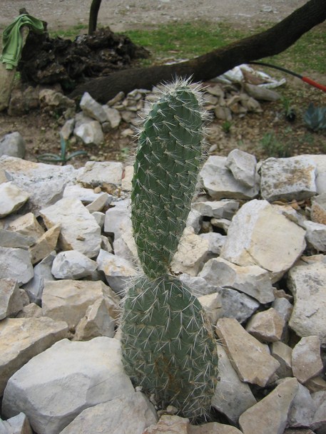 opuntia pilifera [680x640].JPG