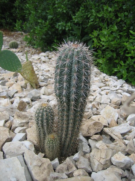 pachycereus pringlei (2) [680x640].JPG