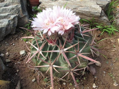 Echinocactus texensis, fleur.jpg