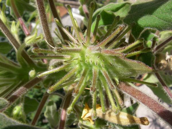 Uncarina grandidieri fruit 033 bis.jpg