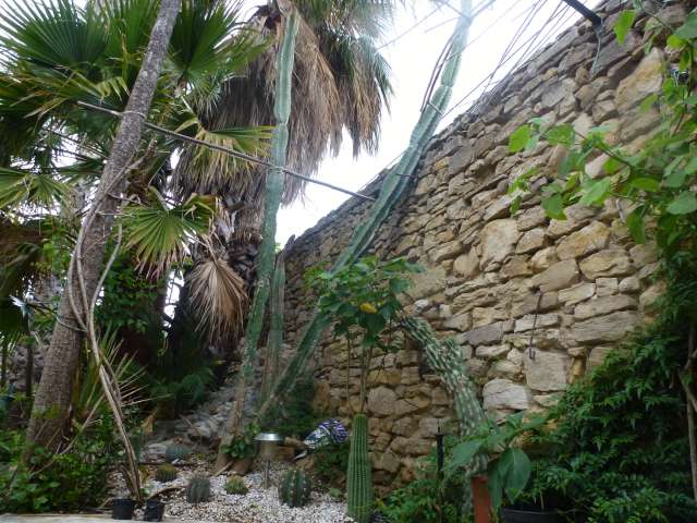 Mon jardin cactus 001_PhotoRedukto.jpg
