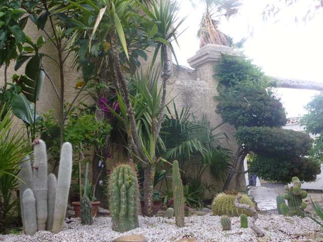 Mon jardin cactus 008_PhotoRedukto.jpg