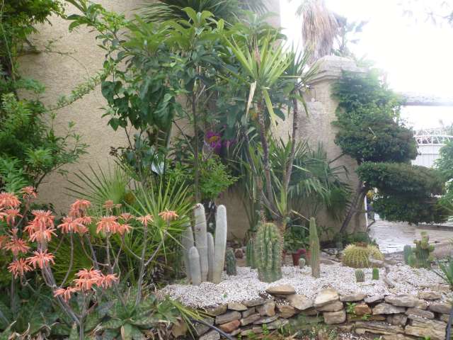 Mon jardin cactus 006_PhotoRedukto.jpg